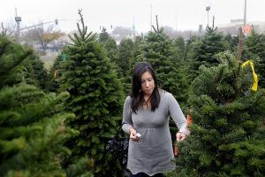 Healthy Demand For Christmas Trees Appeal Democrat Com