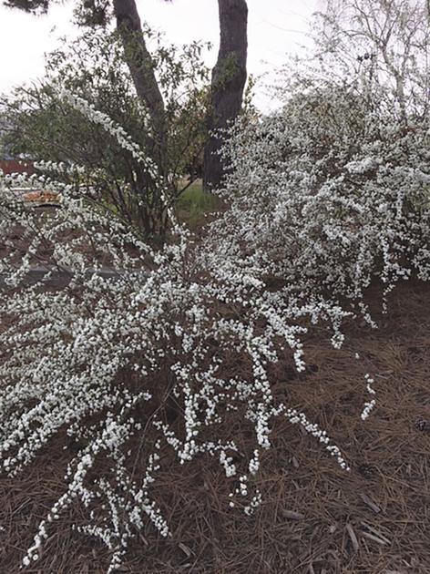 Every Blooming Thing Shoe Button Spirea Corning Observer