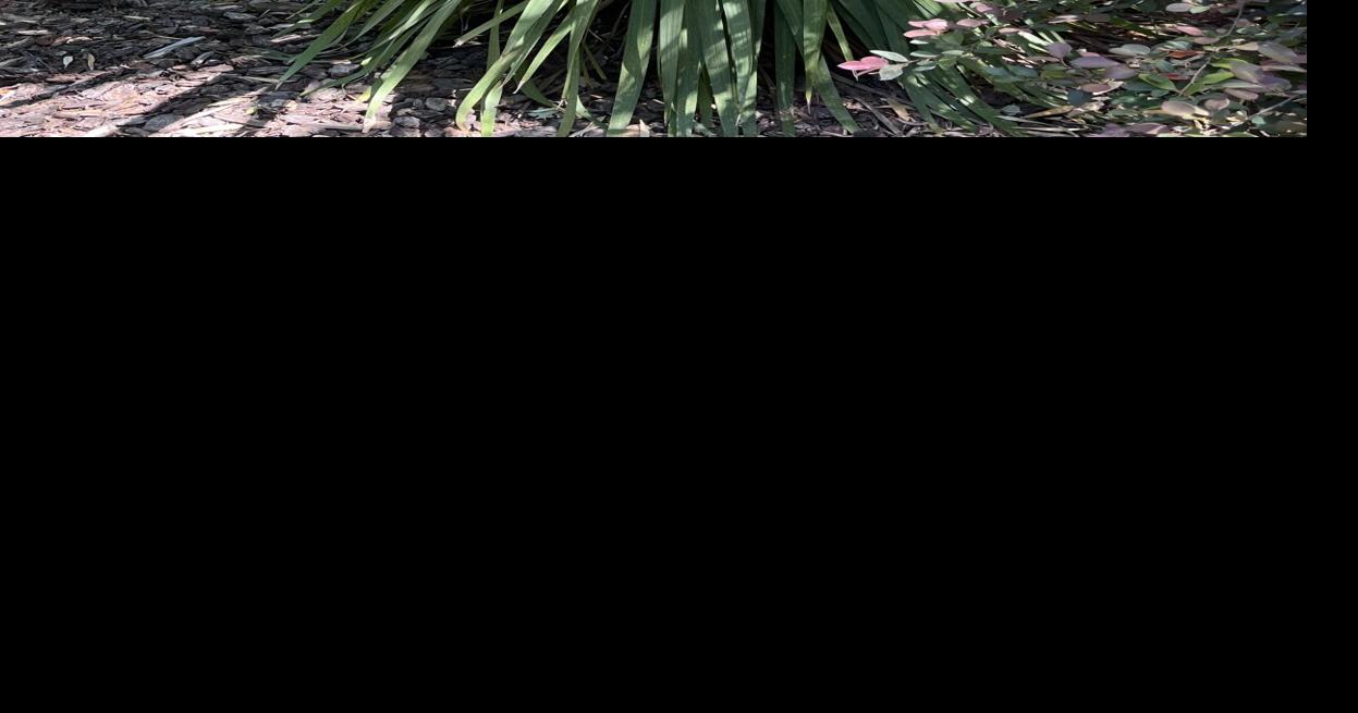 Every Blooming Thing Cordyline A Very Versatile Plant Corning