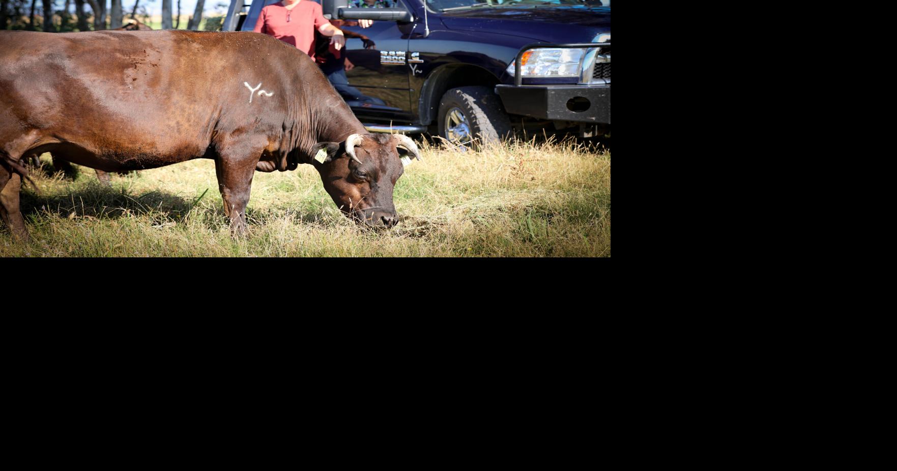 The ranch reaches higher: Yuba River now selling cuts from its Wagyu cattle directly as its ribeyes shine at local steakhouse
