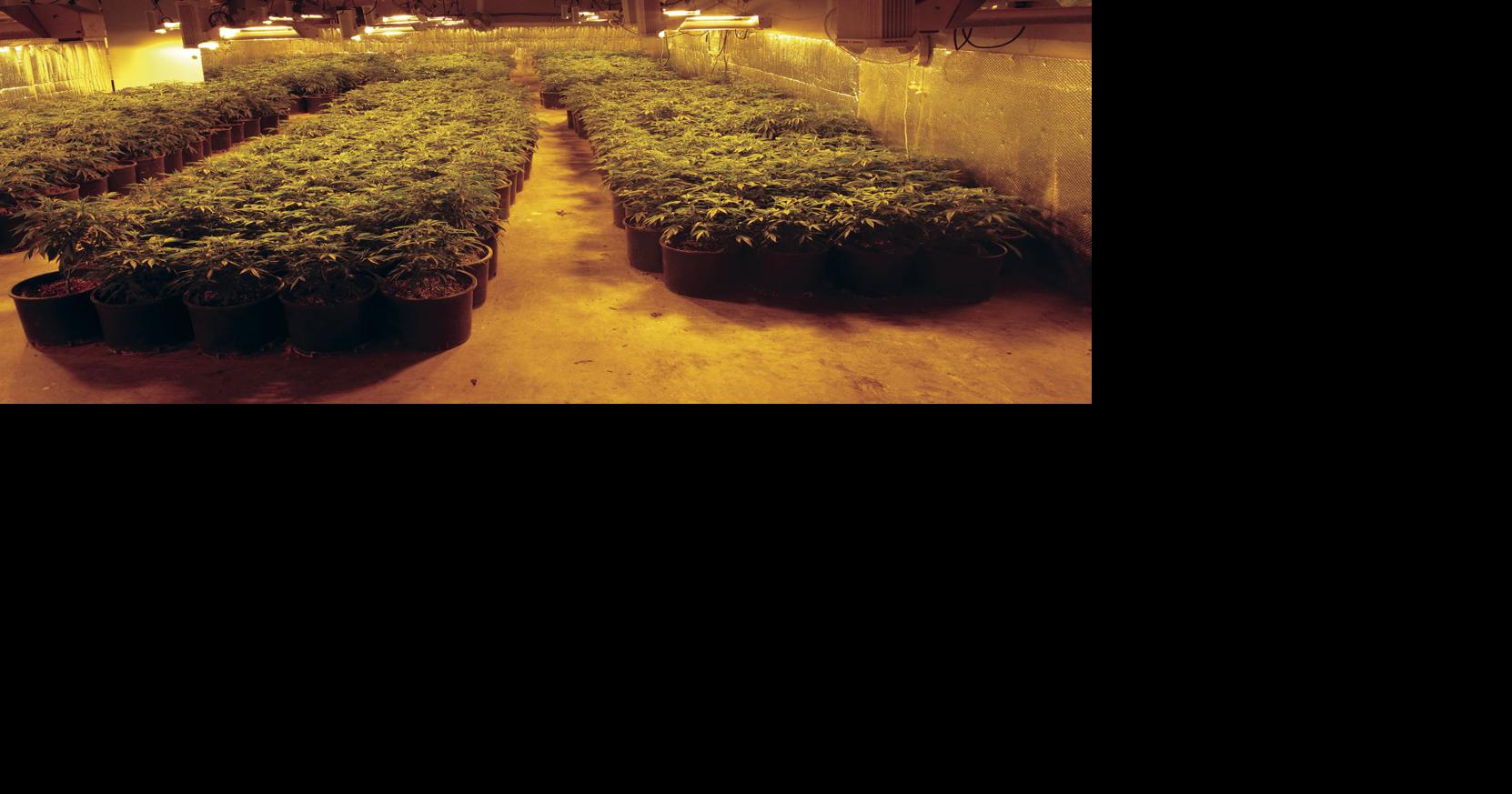 Deputies shut down illegal indoor marijuana grow in District 10 | News ...