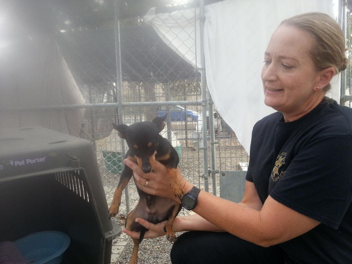 A Haven For The Lost Animal Shelter Takes In Abandoned Pets Keeps Files For Owners In Search Of Missing Companions And Works Hard To Find New Homes For Its Charges Colusa