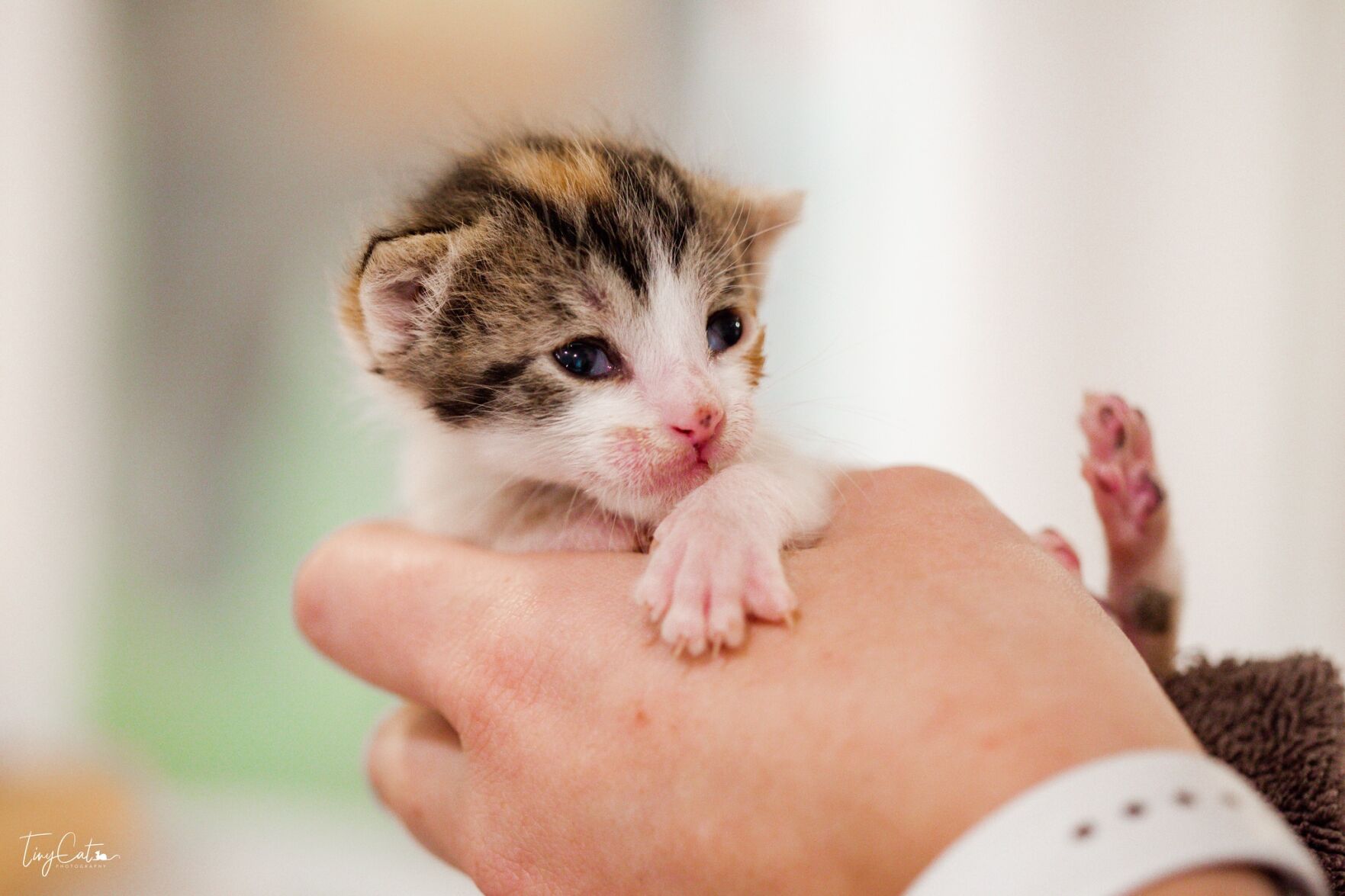 What is store a neonatal kitten