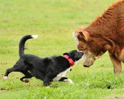 Sale Brings Bulls Geldings Cowdogs To County Corning Observer Appeal Democrat Com