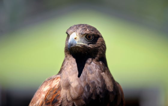 Falconry sees boost from Groupon deal