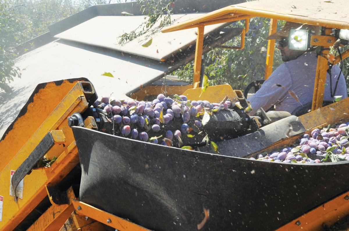 A first look at the YubaSutter harvest News