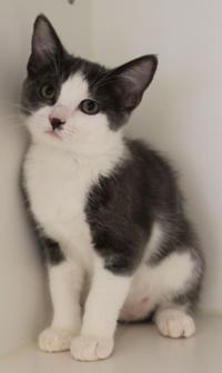Free Cat Friday Appeal Democrat Com
