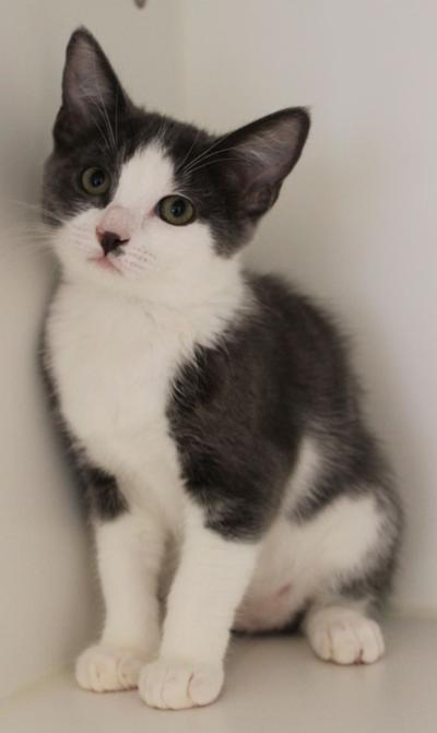 49 Top Photos Cat Adoption Events Ct : June Adoption Events and Promotions | ACCT Philly