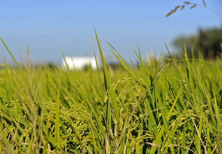 Top commodities feel effects of trade war News