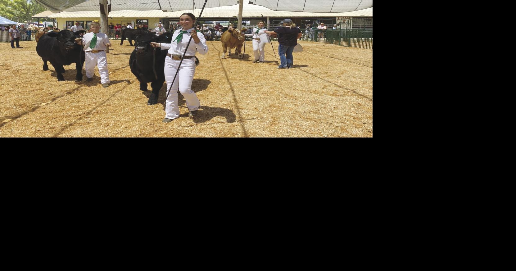Livestock show kicks off Yuba-Sutter Fair | News | appeal-democrat.com