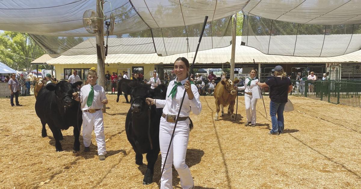 Livestock show kicks off Yuba-Sutter Fair | News | appeal-democrat.com Livestock show kicks off Yuba-Sutter Fair | News | appeal-democrat.com