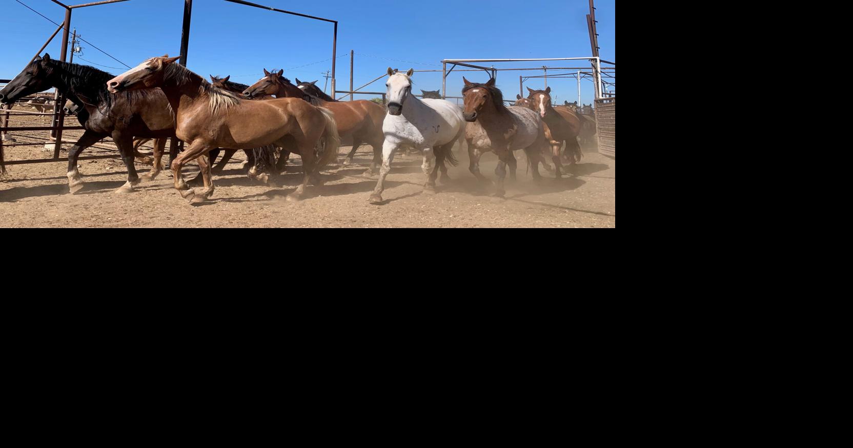 Torch-carriers: The Rosser family keeps rodeo traditions alive for a new era