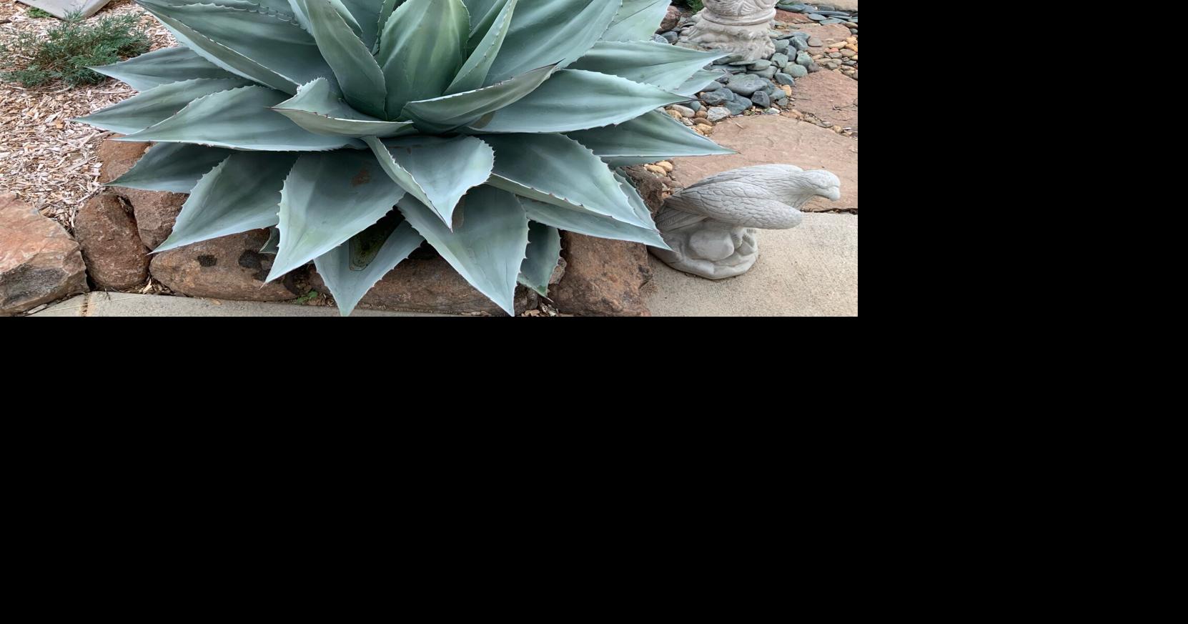dehner agave Agave parryi var. 'Havardiana'