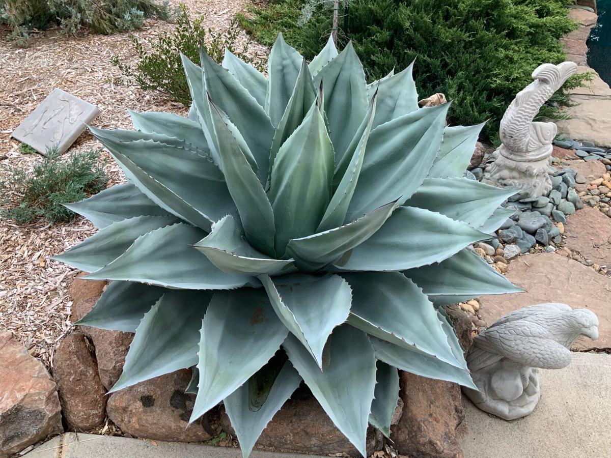 Every Blooming Thing - Ovatifolia, the hardy, geometric whale's tongue agave  | Corning Observer | appeal-democrat.com
