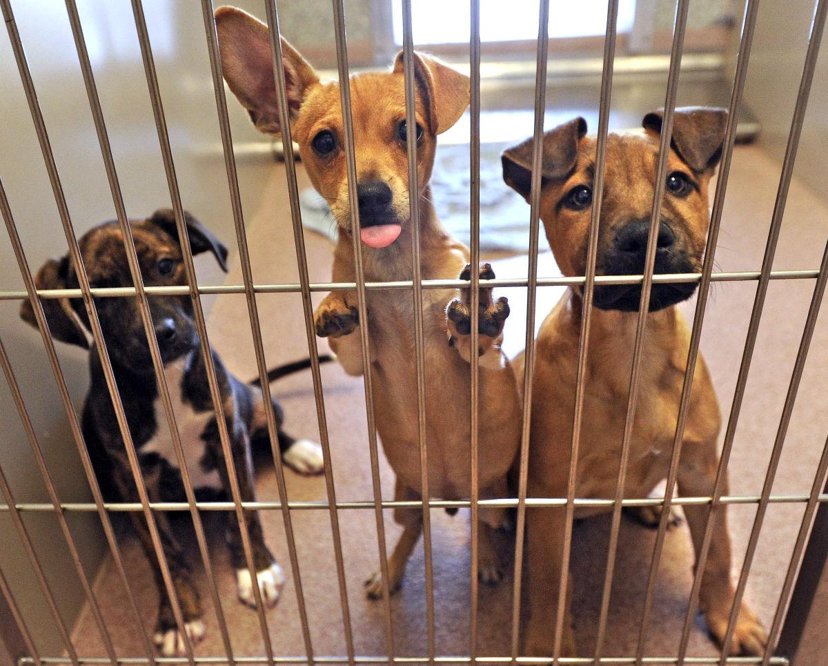 Sutter Animal Services Authority thriving at new facility News