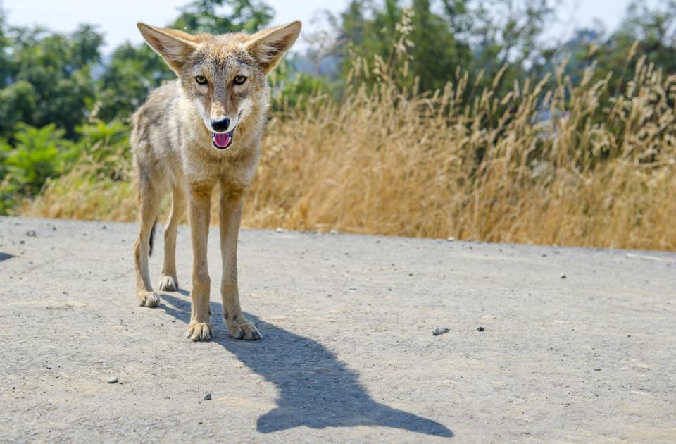 The rural urban interface: Young coyote seen along the Feather River