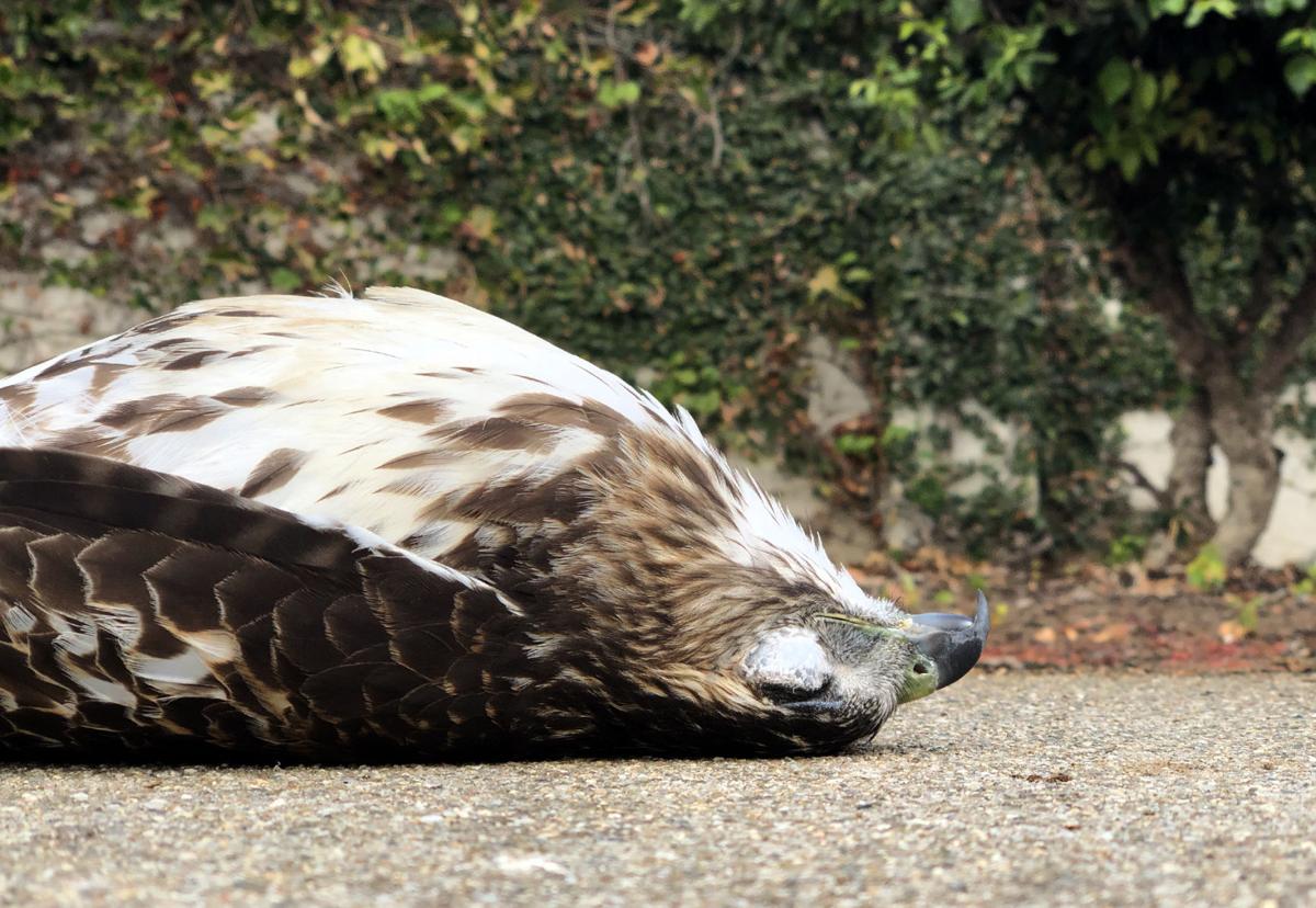 Reporter’s tale The downed hawk I found on my morning run News