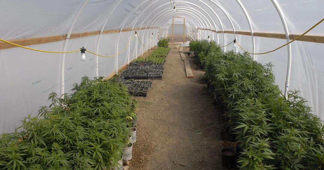 Sutter County may give up on troubled industrial hemp