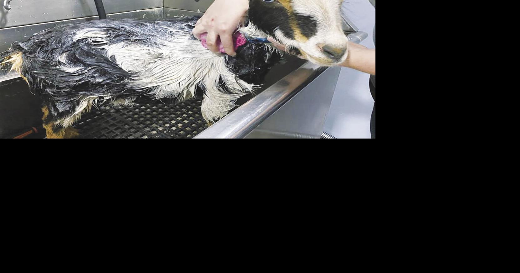 New pet grooming business up and running in Marysville News appeal