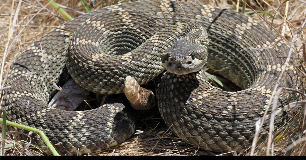 Venomous Snake Handling - Tim's Reptiles