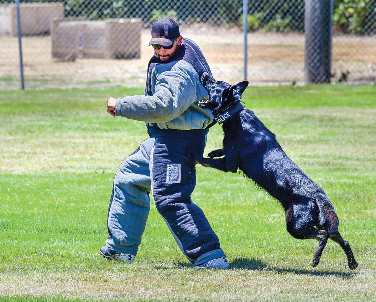 The undisputed top dog News