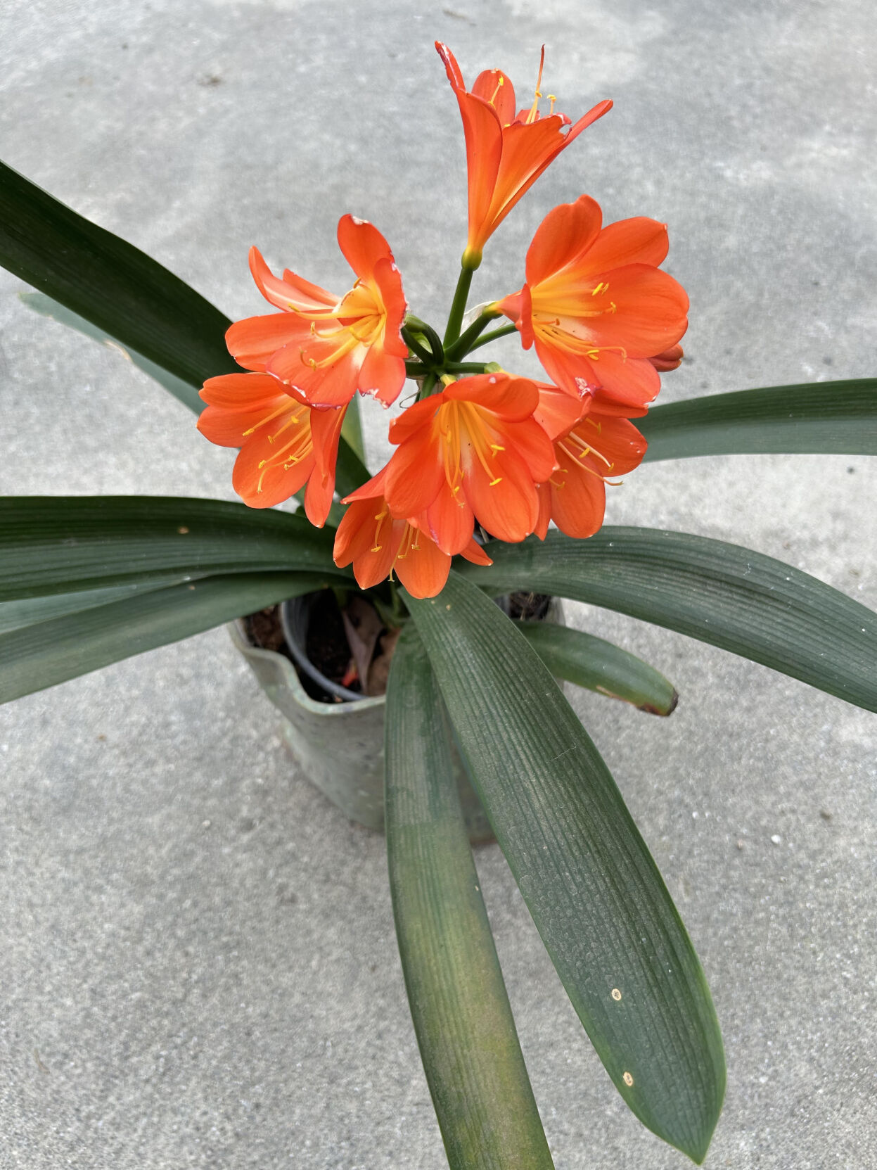 Appeal Democrat Obituaries Yuba Citycoming Soon.Html - xr6n3vx