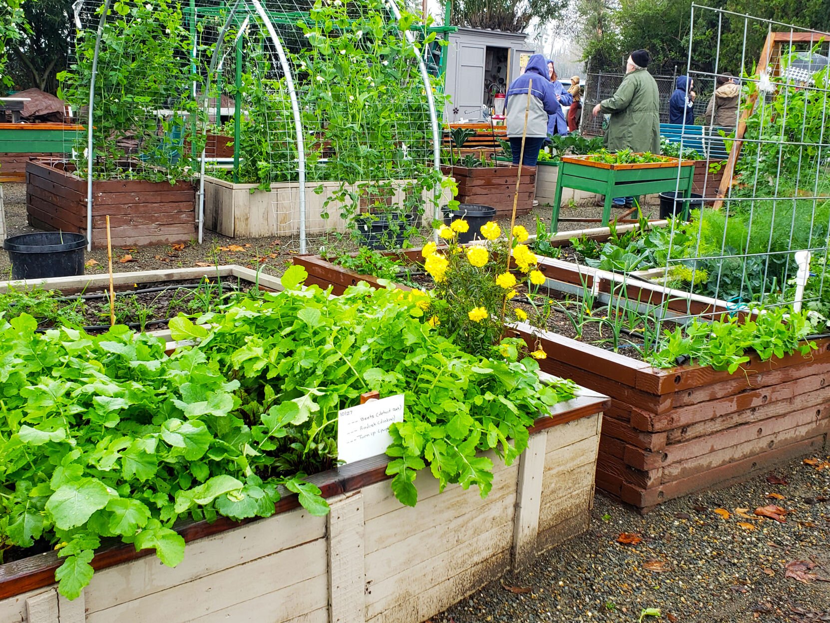 ‘Love For Gardening’: UC Master Gardeners Winter Series Workshop Begins ...