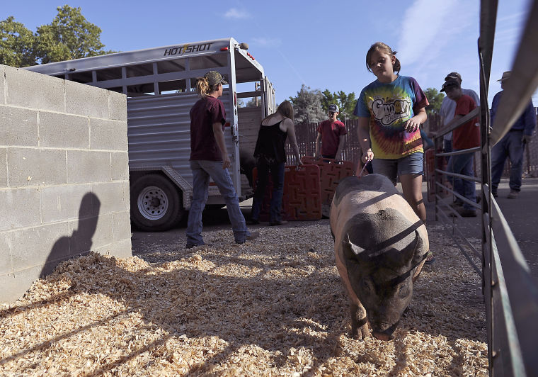 YubaSutter Fair Hard work pays off for youth News