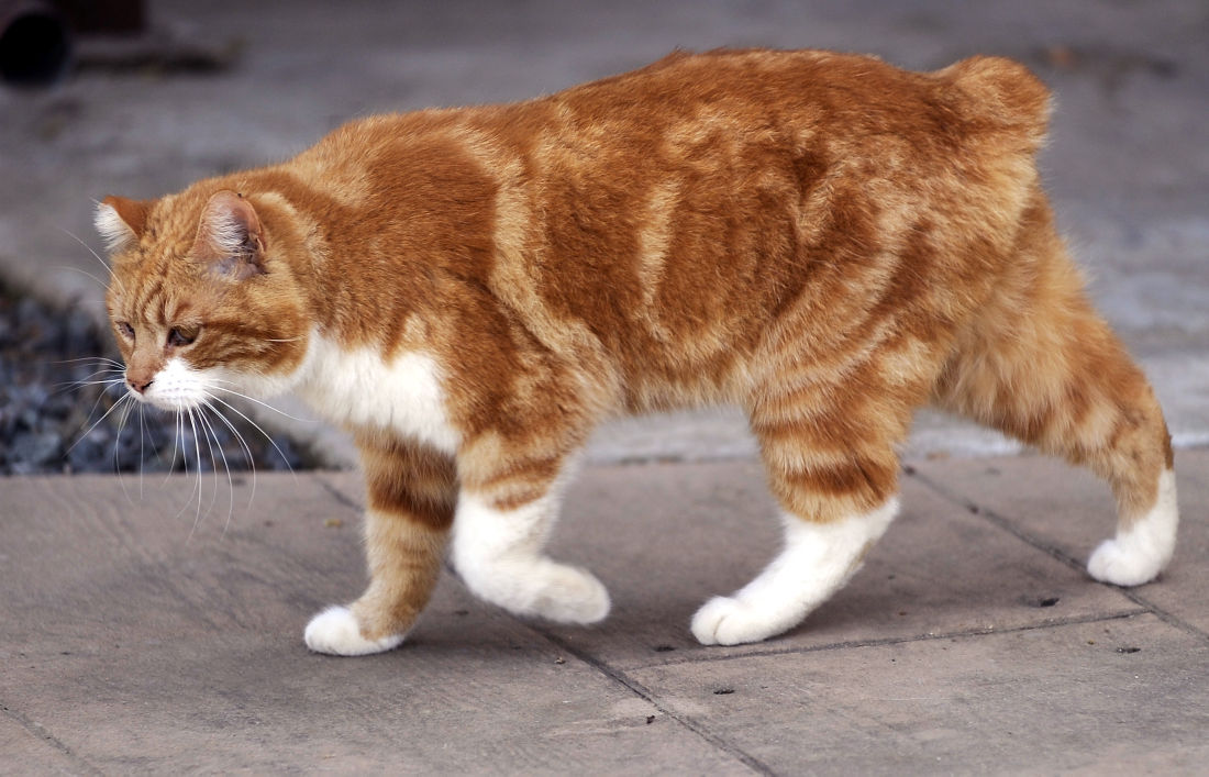  Insane Cleanup At Animal Breeder s Home News Appeal democrat