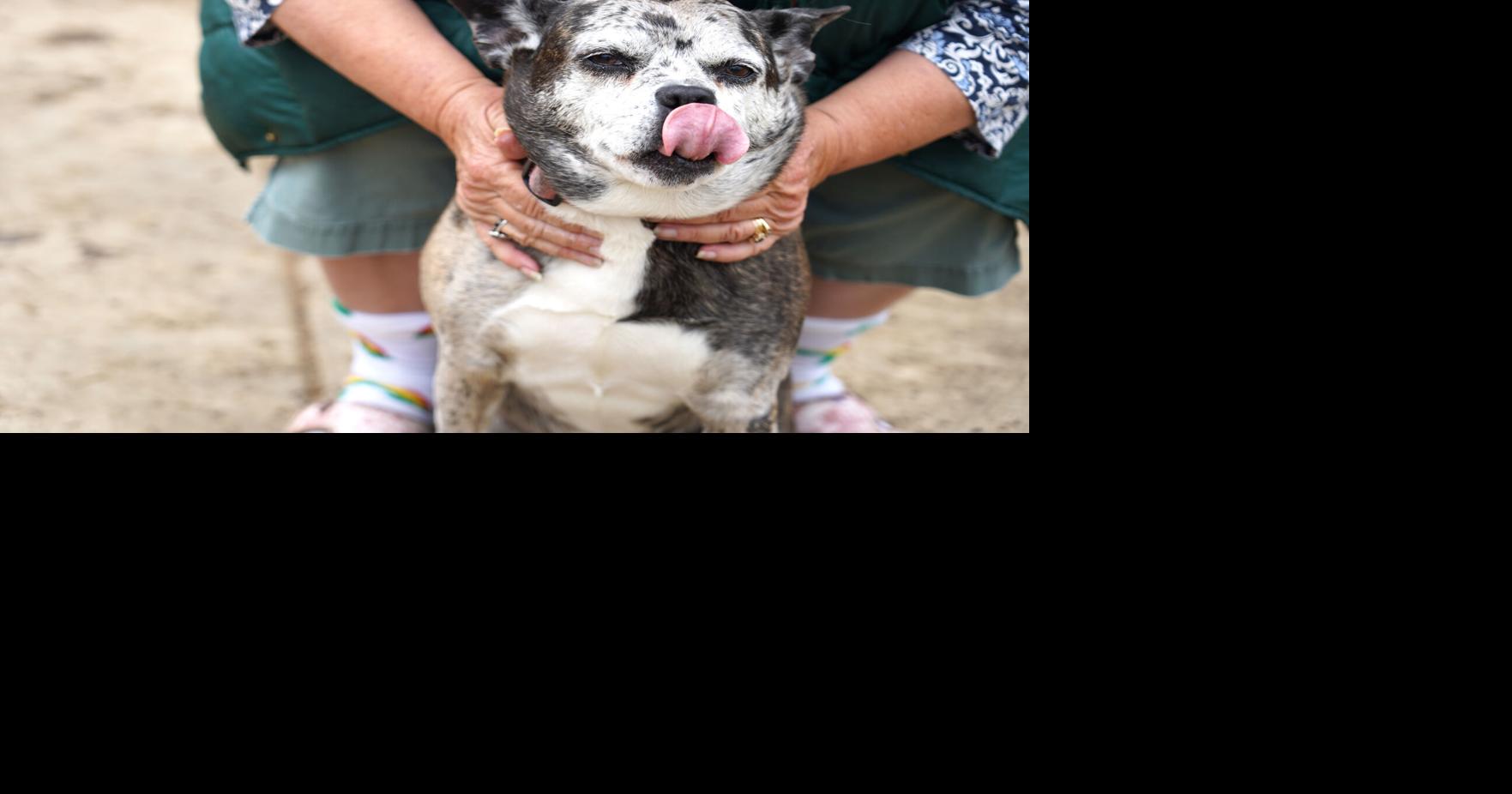 Park closure would be a loss for dogs and owners | News | appeal ...