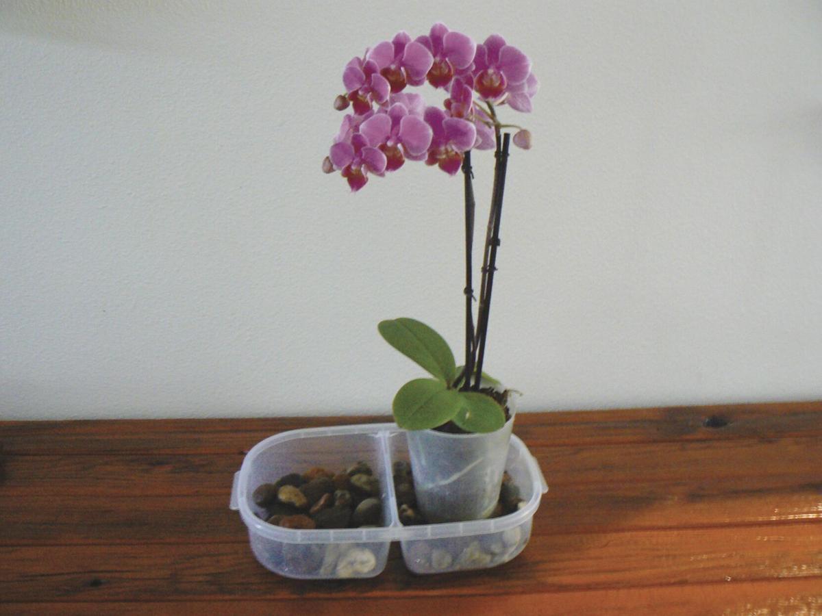 Every Blooming Thing The Exotic Orchid Corning Observer Appeal Democrat Com