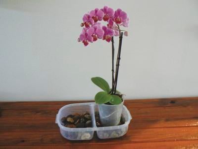 Every Blooming Thing The Exotic Orchid Corning Observer Appeal Democrat Com