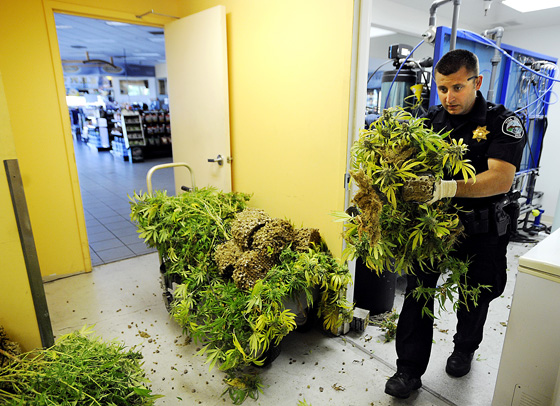 Yuba City Gas Station Pot Grow Busted Appeal Democrat Com