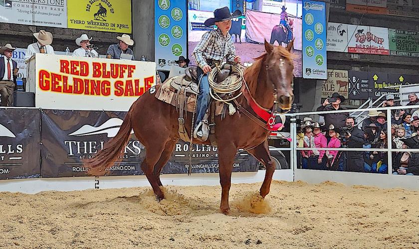 Red Bluff Bull and Gelding Sale ropes in success Corning Observer