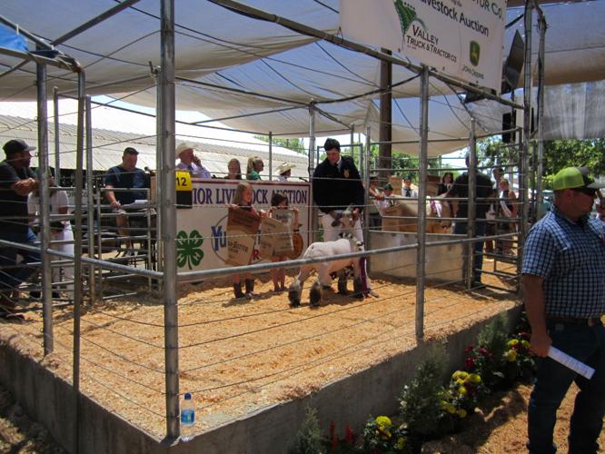 Yuba-Sutter Fair’s junior livestock auction returns | News | appeal