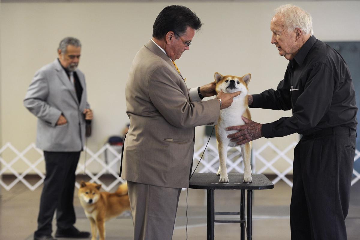 Dog show is where responsible breeders meet News