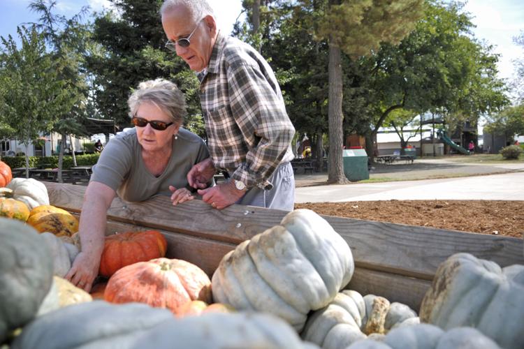 Pumpkin Farm opens for the season News