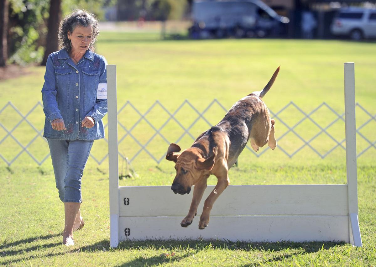 Dog show is where responsible breeders meet News