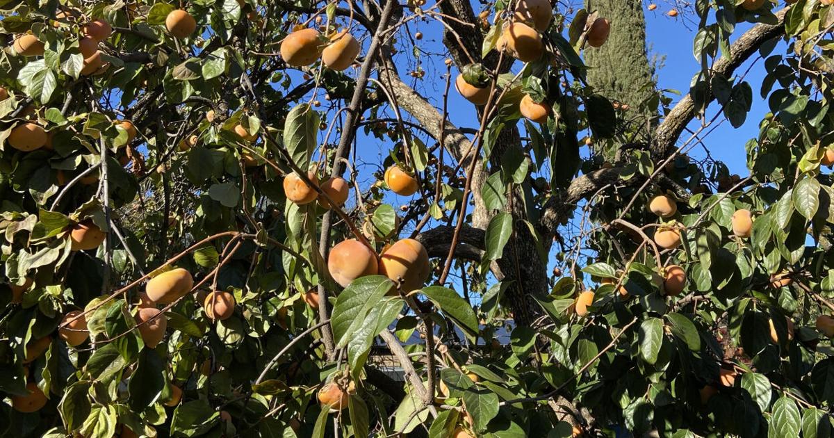 Every Blooming Thing – Persimmon trees for the home garden | Corning Observer