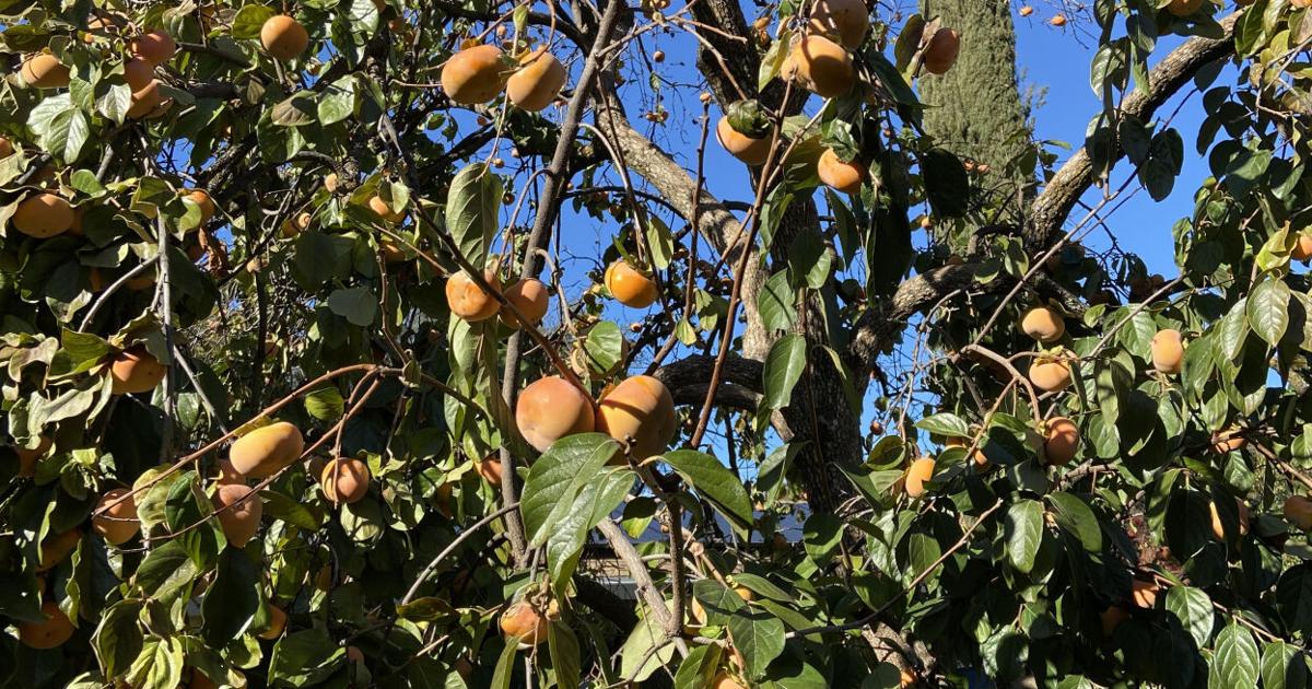 Every Blooming Thing – Persimmon trees for the home garden | Corning Observer Every Blooming Thing – Persimmon trees for the home garden | Corning Observer