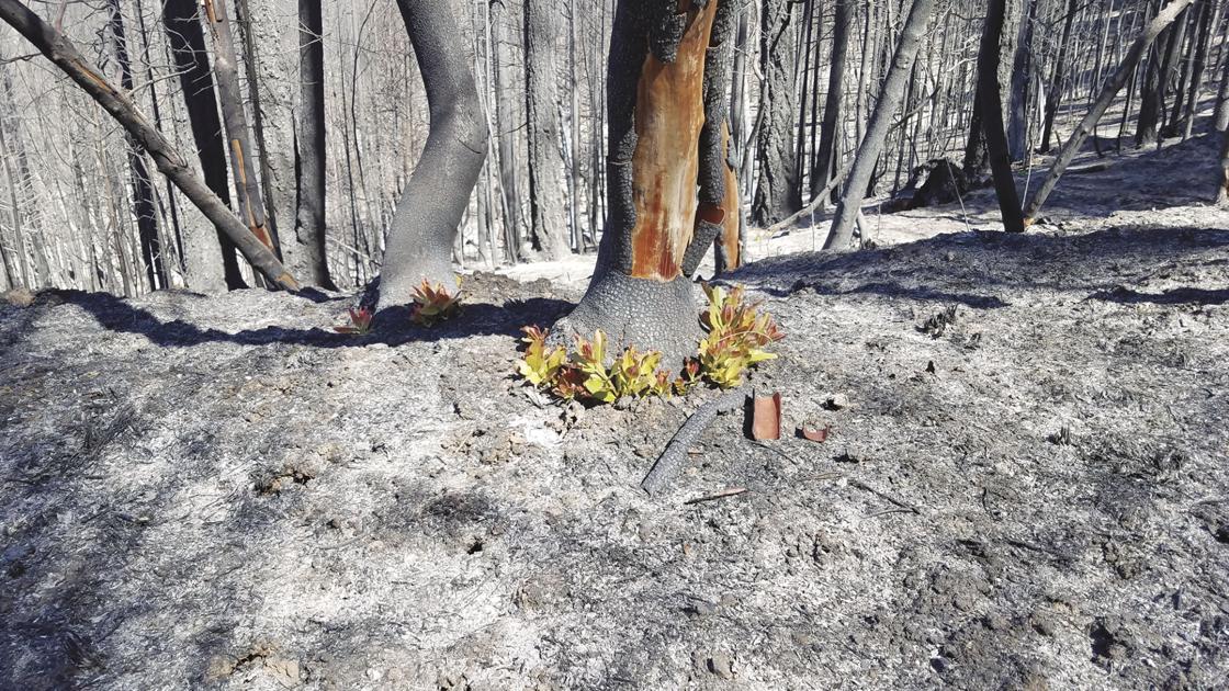 Team Completes Assessment Of Burned Areas In Mendocino National