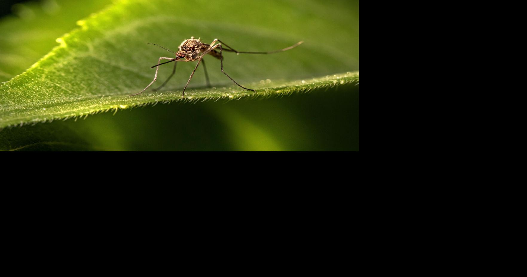 The presence of West Nile Virus confirmed in Yuba County