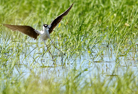 paddy rice for birds