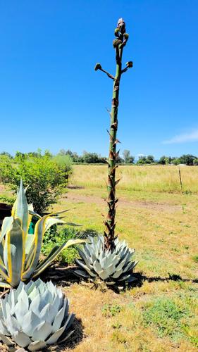 Every Blooming Thing - Agave parryi | Corning Observer | appeal-democrat.com