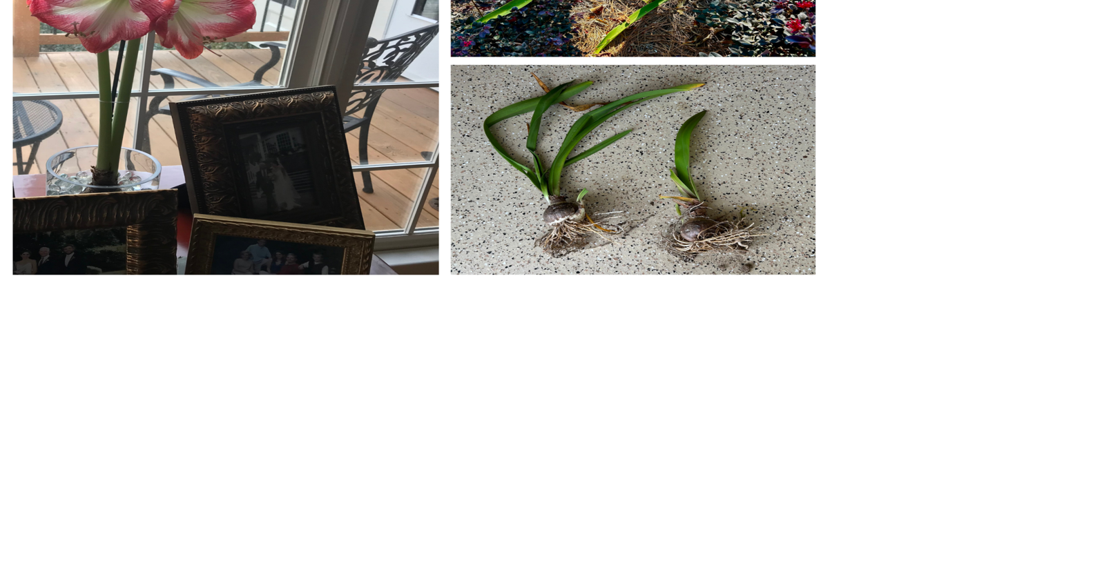 Opinion: What to do with your amaryllis bulb after the holidays