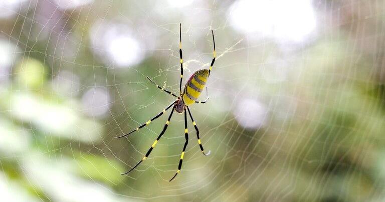 Joro Spiders: Here, there and hanging across your walkway