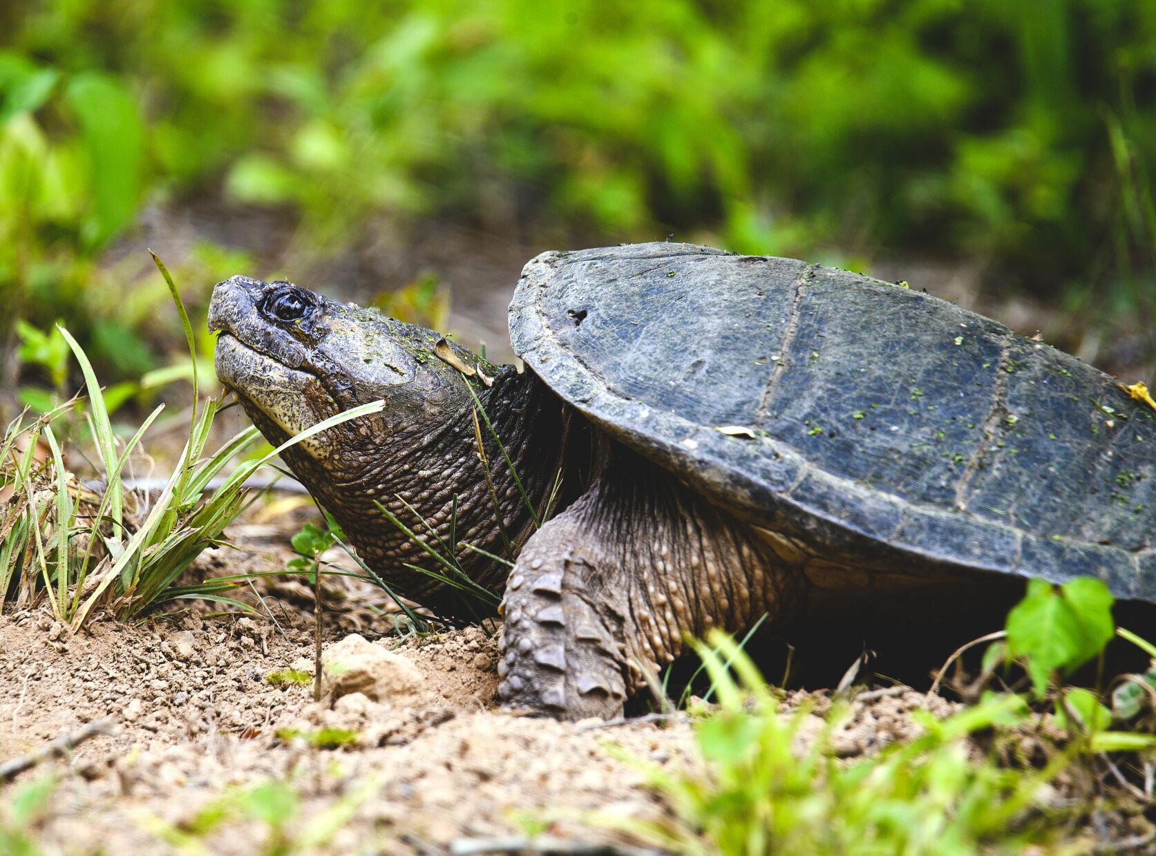 Opinion: Hunting for snapping turtles – once a popular pastime