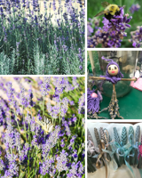 Opinion: Garden hints for growing lavender in Georgia