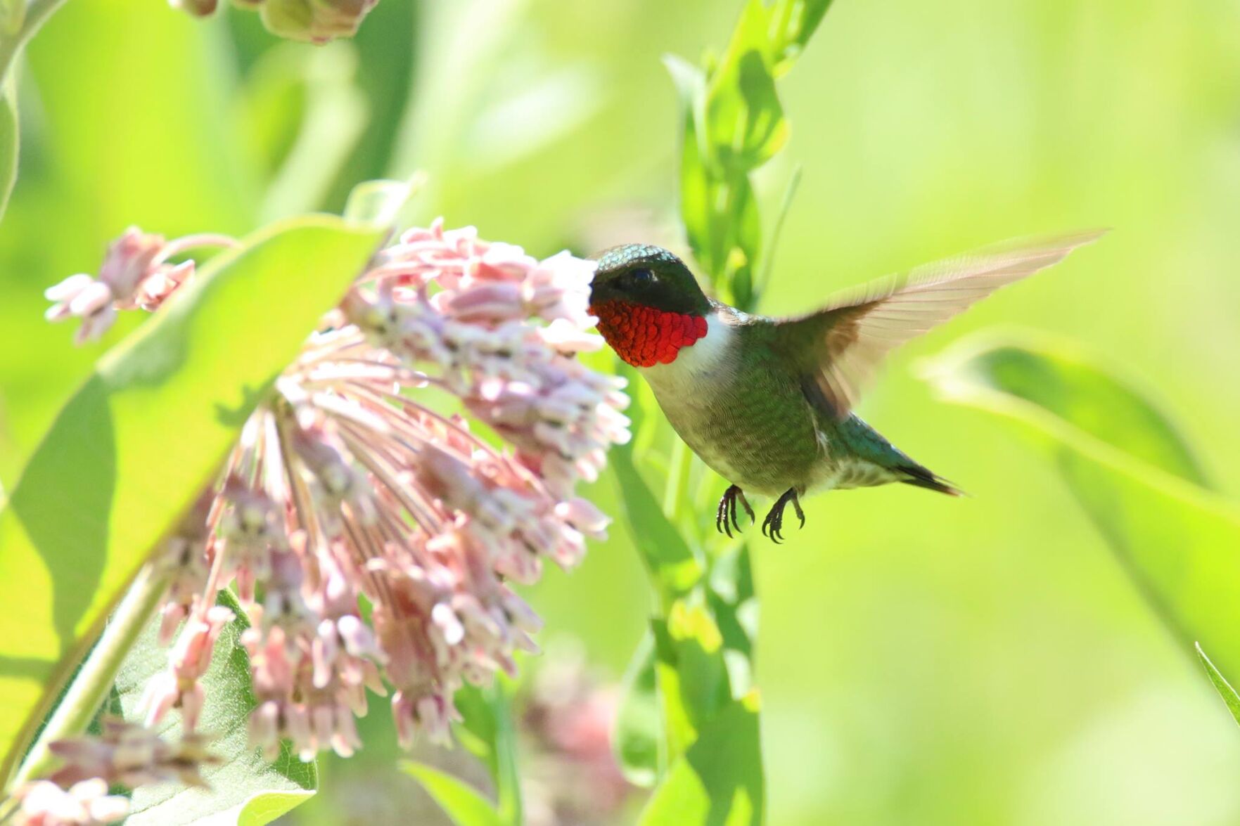 Opinion: It's time for hummingbirds to return | Opinion | appenmedia.com
