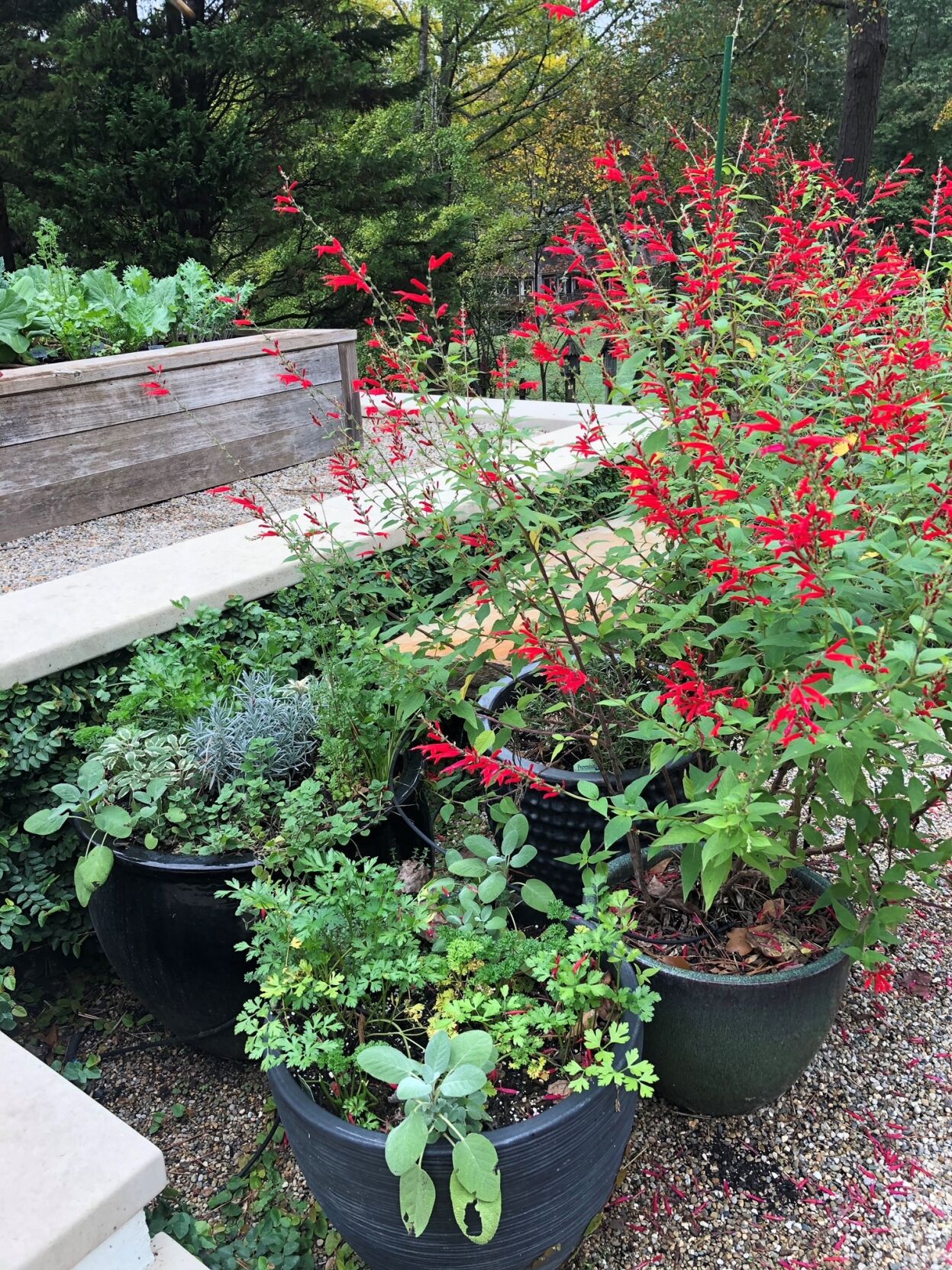 Opinion Growing herbs yearround Opinion